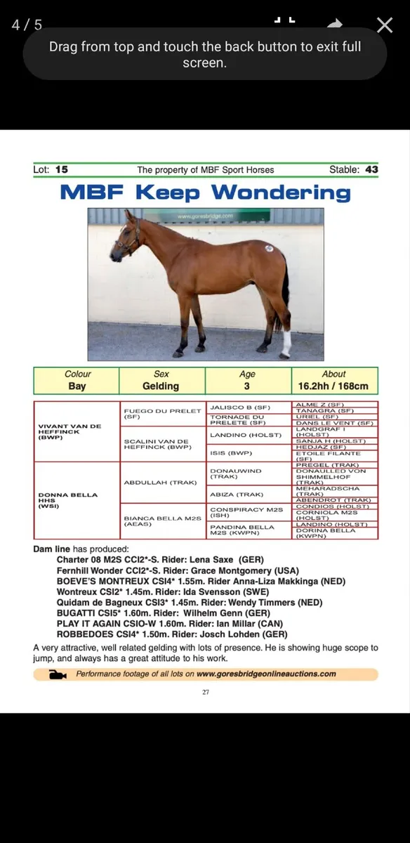 Olympic bred showjumping in foal broodmare - Image 4