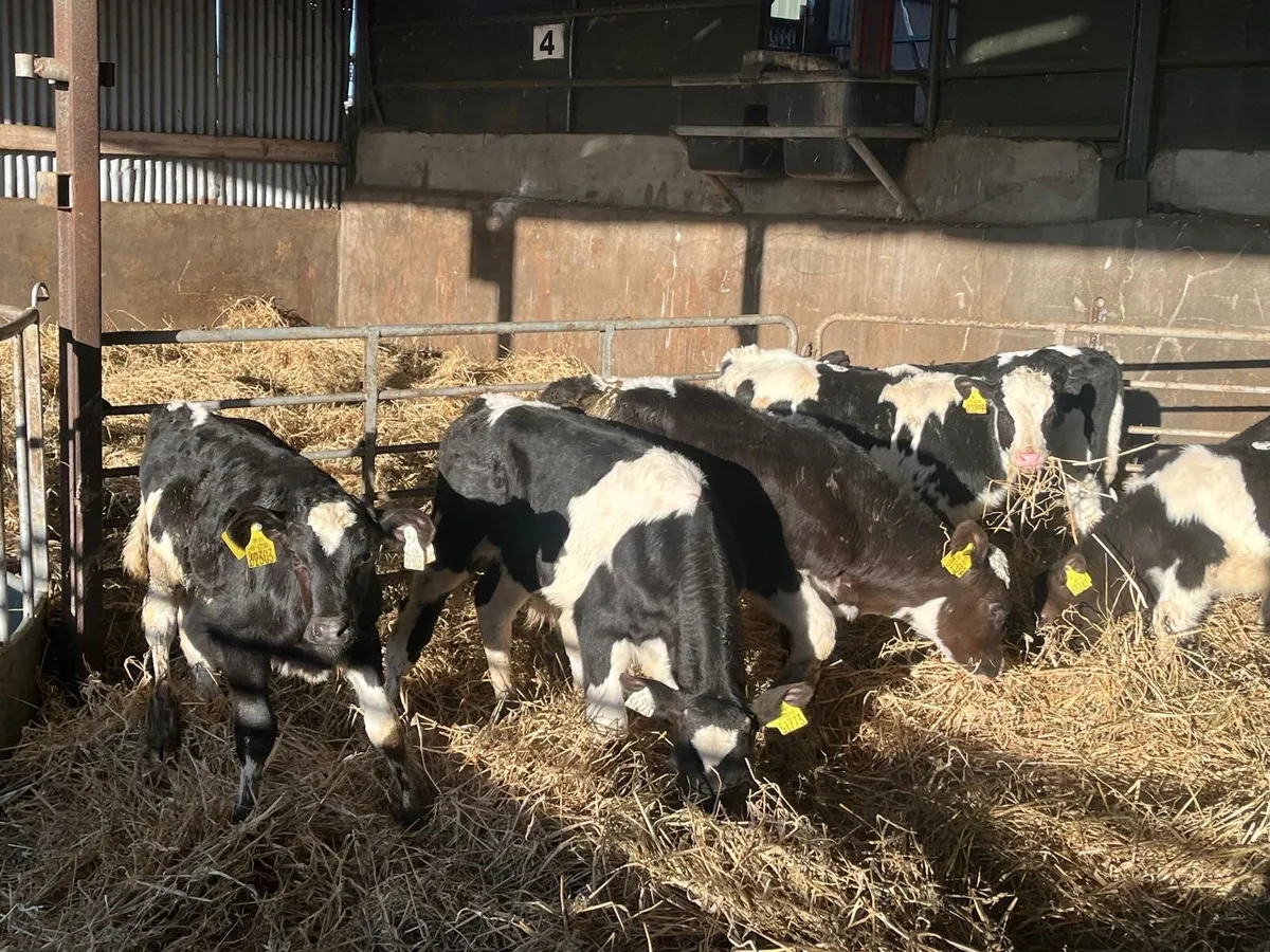 10 super 2 months old Frisian bull calf’s - Image 1