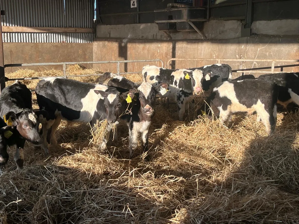 10 super 2 months old Frisian bull calf’s - Image 2