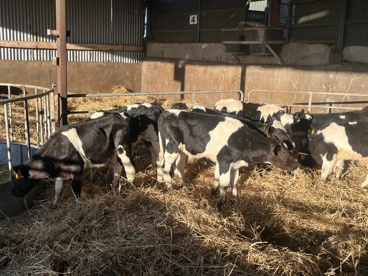 10 super 2 months old Frisian bull calf’s - Image 3