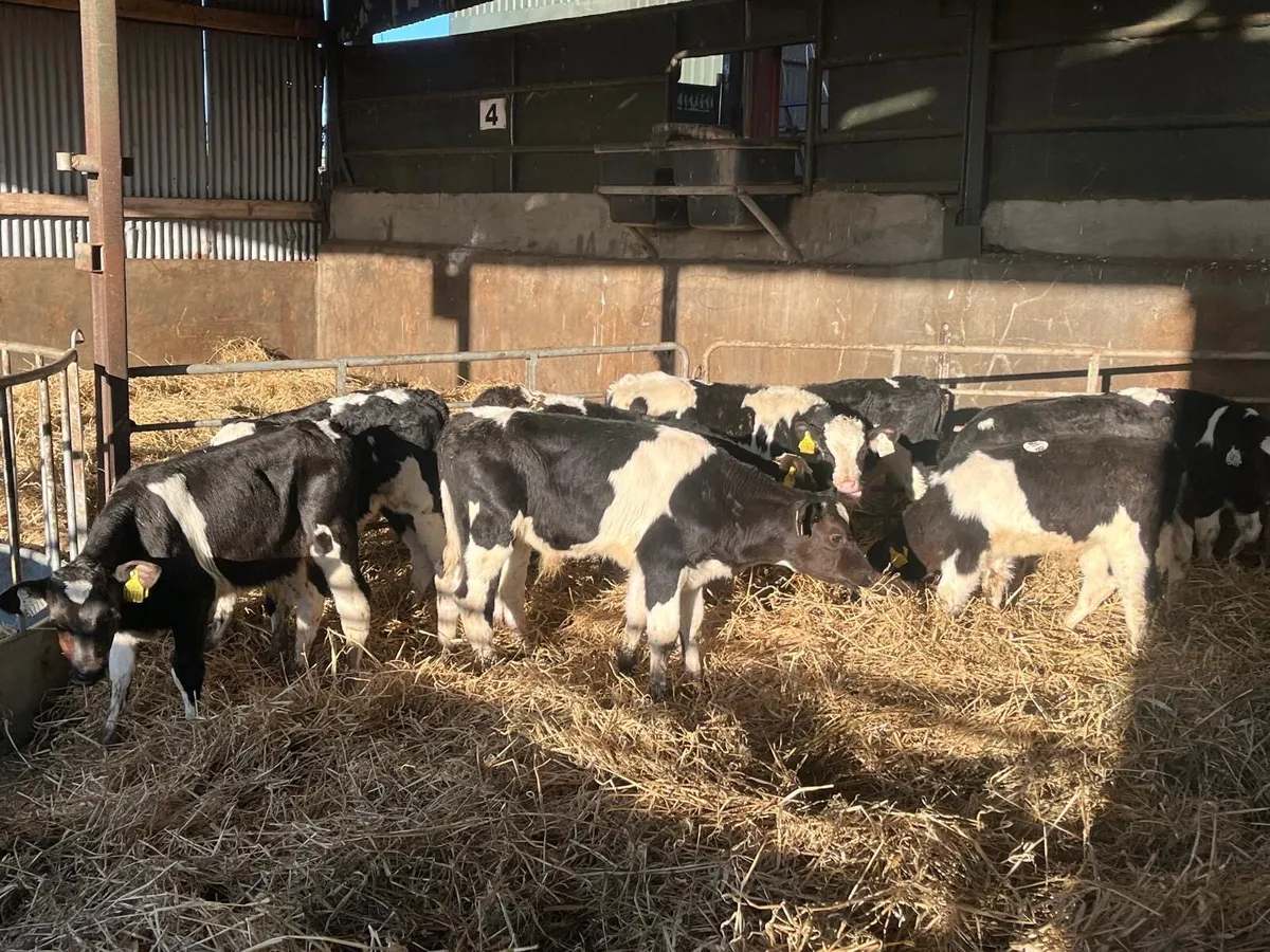 10 super 2 months old Frisian bull calf’s - Image 4
