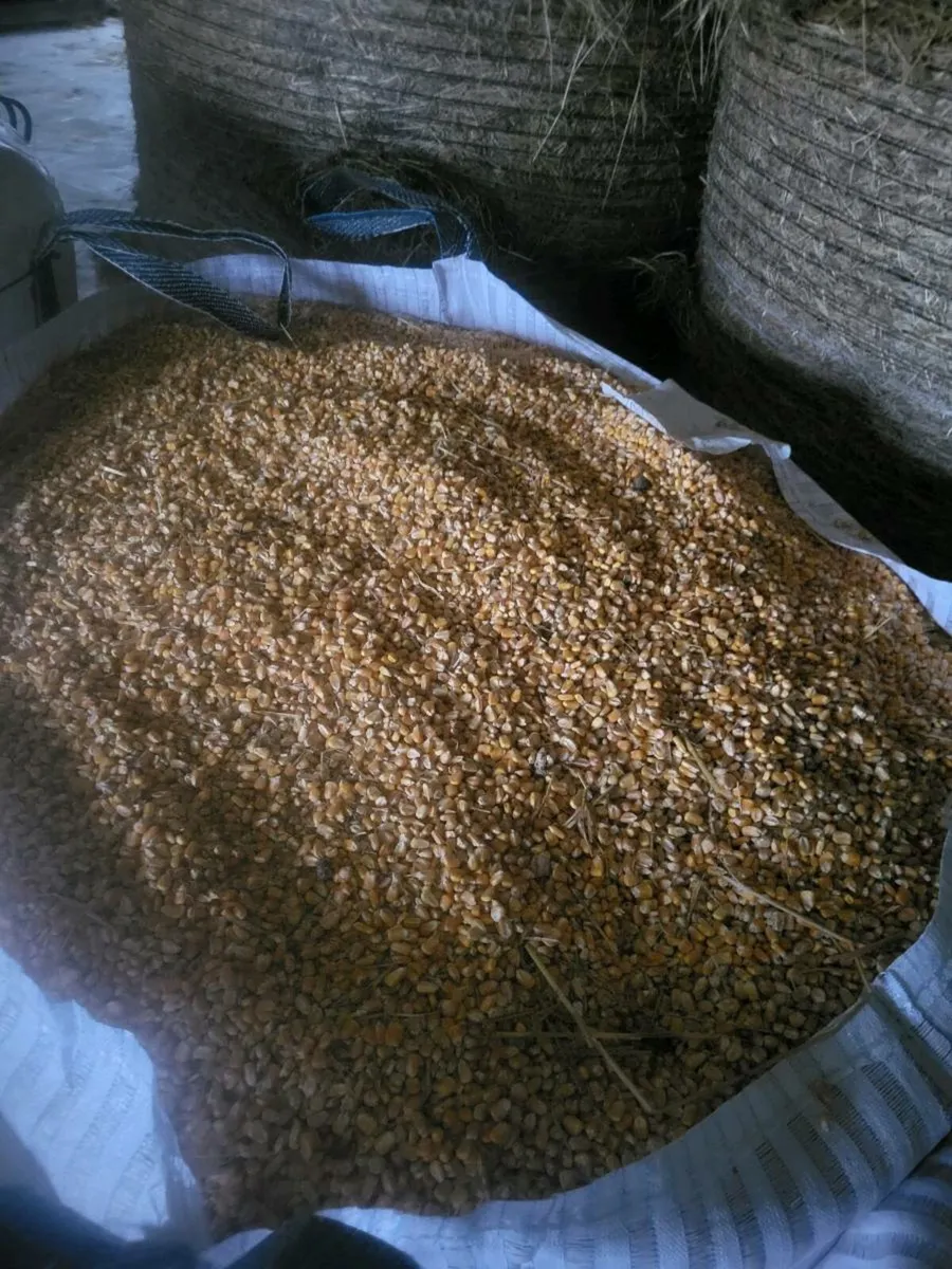 Whole grain maize - Image 1