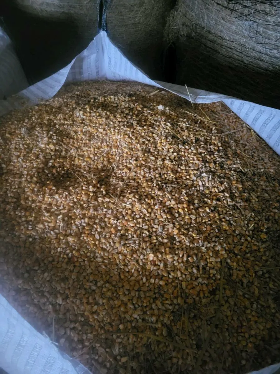 Whole grain maize - Image 2