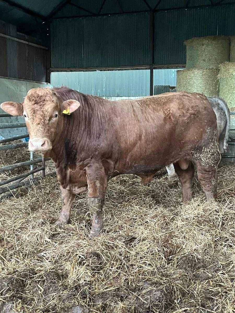 Bulls Enniscorthy Mart Tuesday 6th of January - Image 1