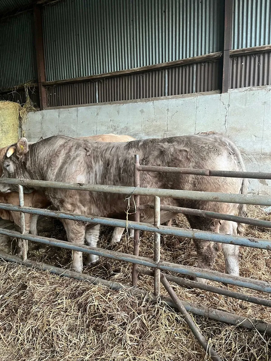 Bulls Enniscorthy Mart Tuesday 6th of January - Image 3