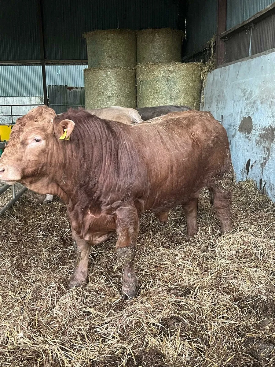Bulls Enniscorthy Mart Tuesday 6th of January - Image 4