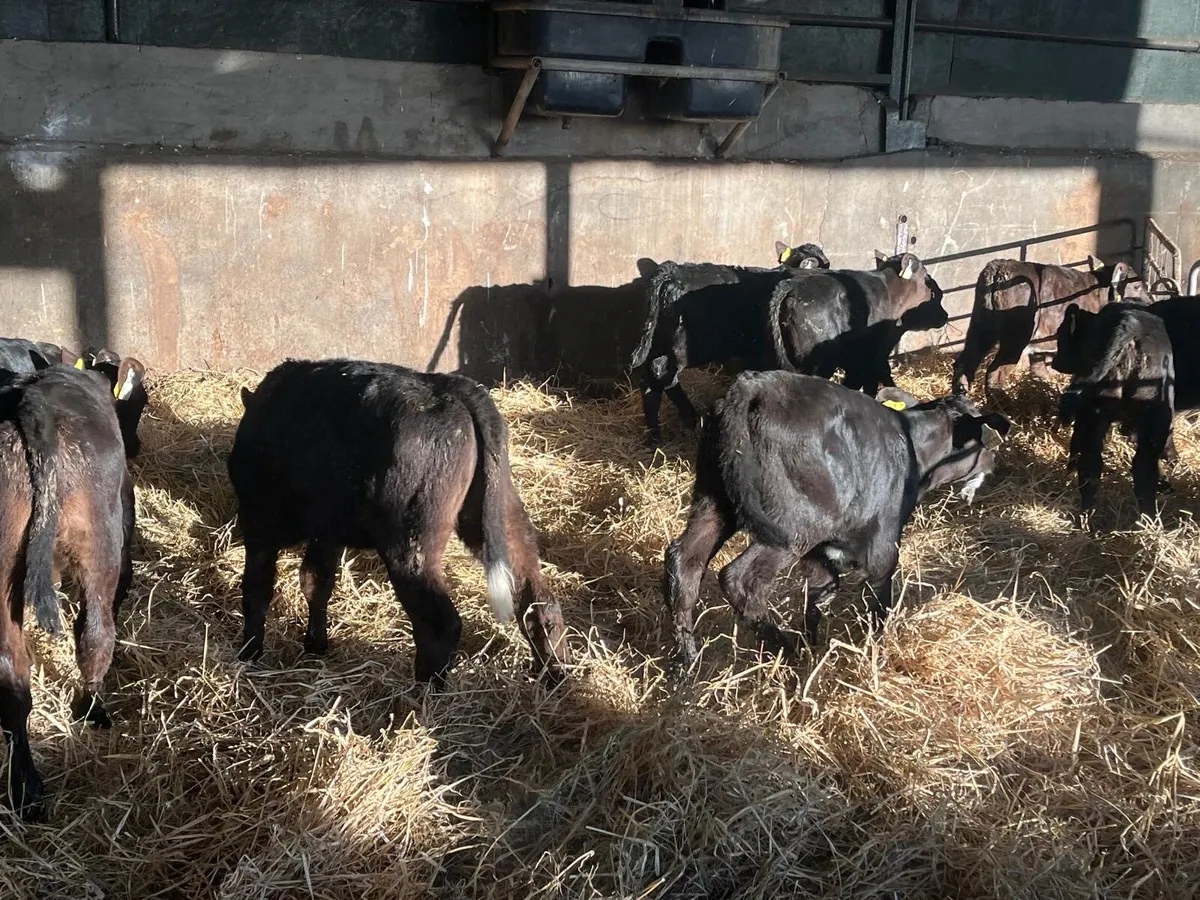 12 super 2 months old Angus heifer calf’s - Image 1