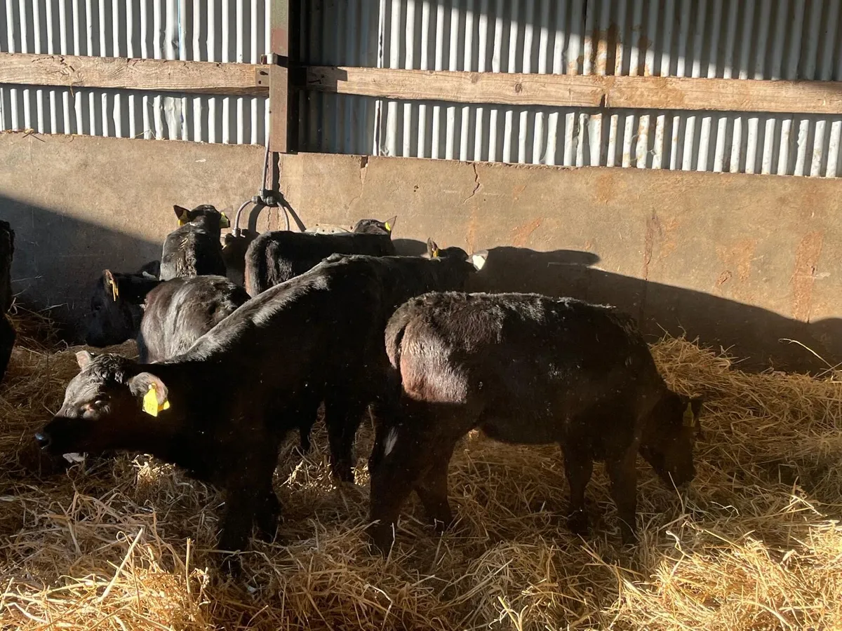 12 super 2 months old Angus heifer calf’s - Image 2