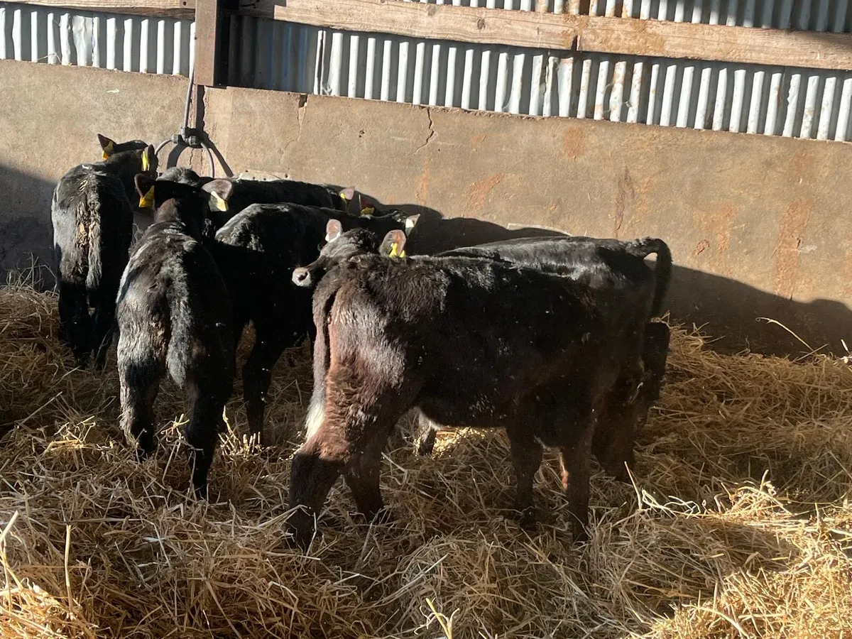 12 super 2 months old Angus heifer calf’s - Image 3