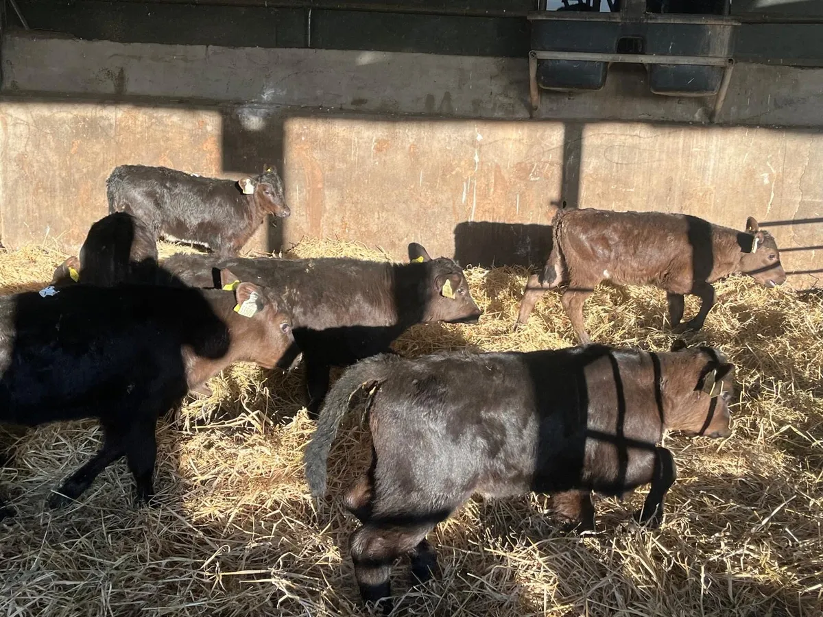 12 super 2 months old Angus heifer calf’s - Image 4