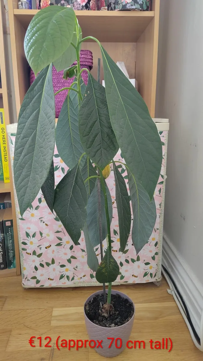 Avocado plants - Image 1