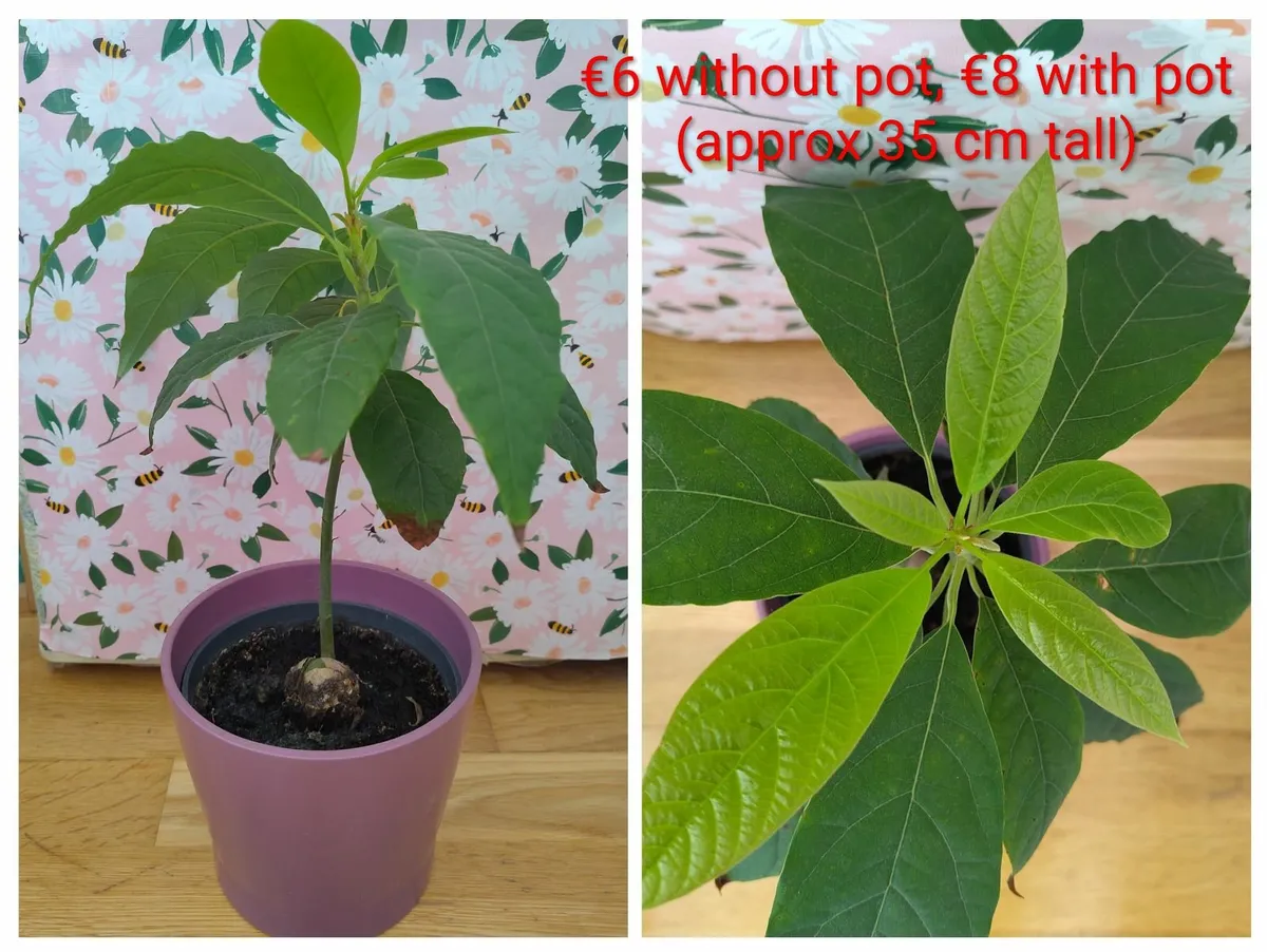 Avocado plants - Image 2
