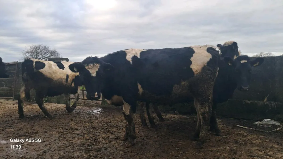 FR Heifers - Image 1