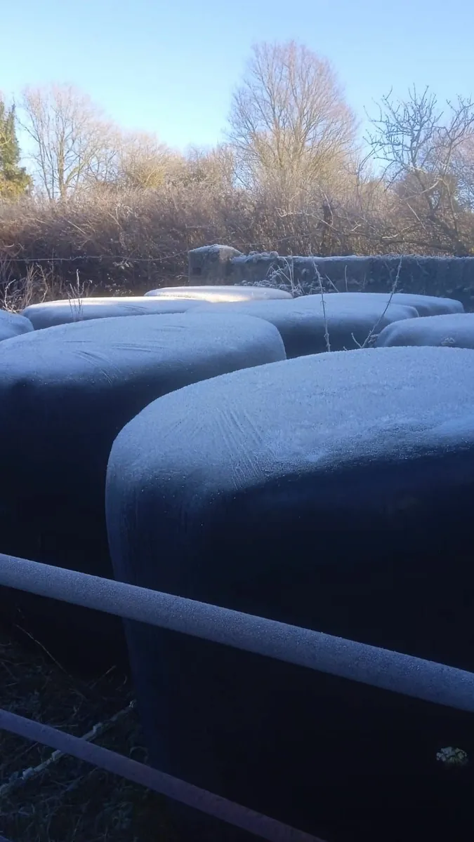 Round bales of silage - Image 1