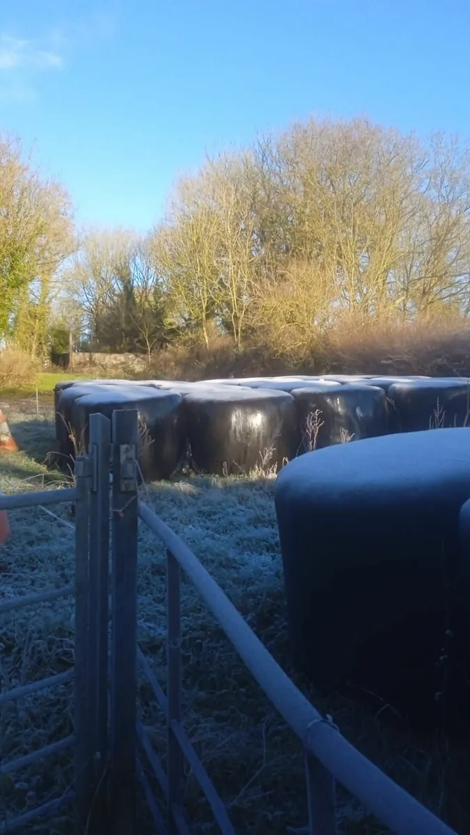 Round bales of silage - Image 2