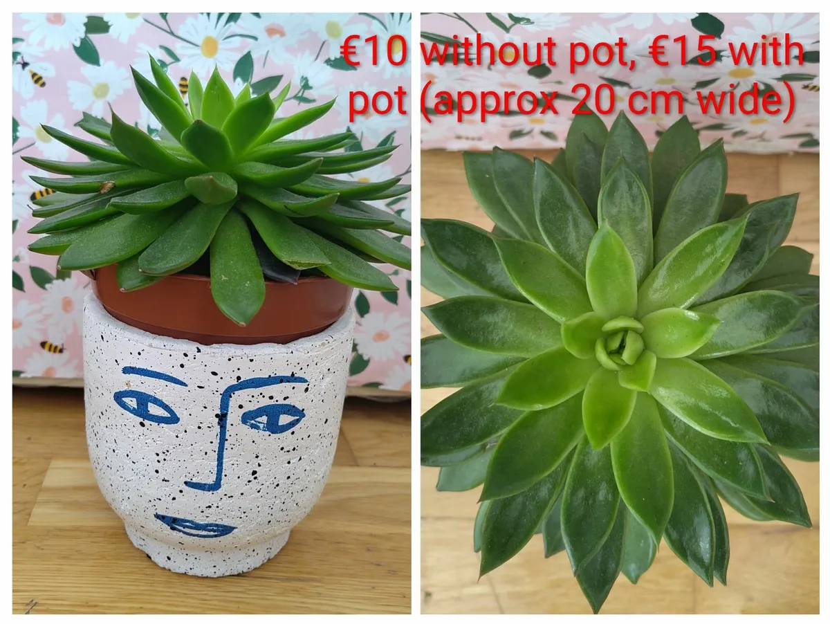 Succulent plants - Image 1