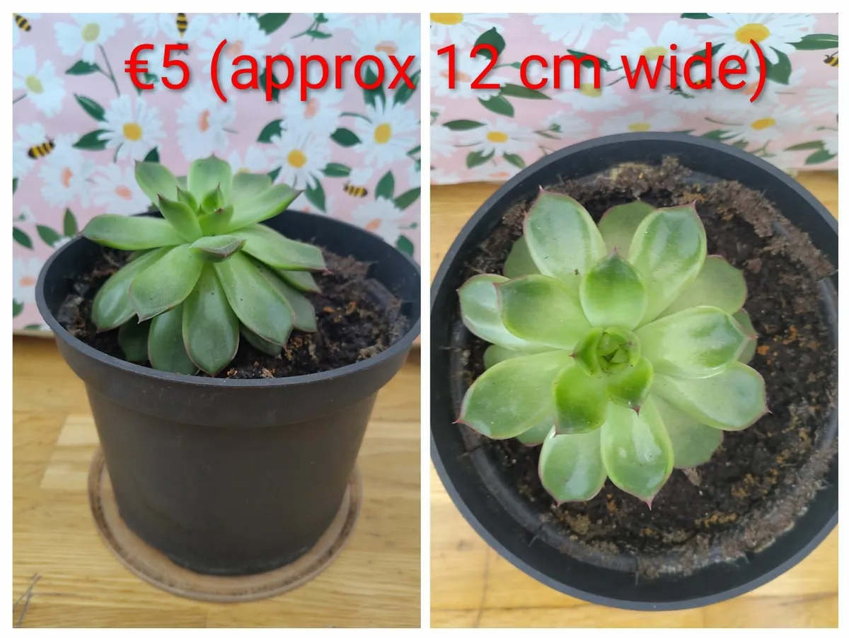 Succulent plants - Image 2