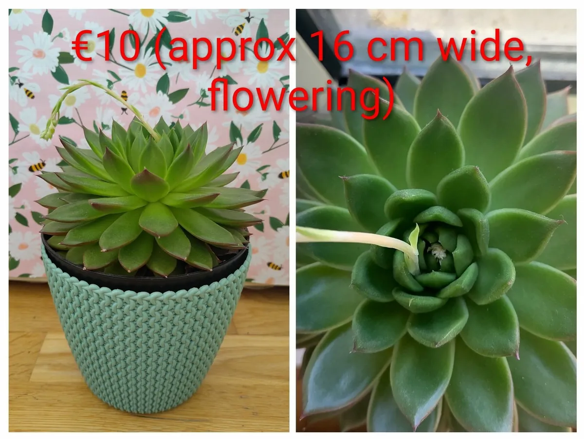 Succulent plants - Image 3