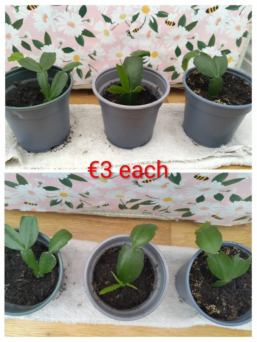 Christmas cactus - Image 1