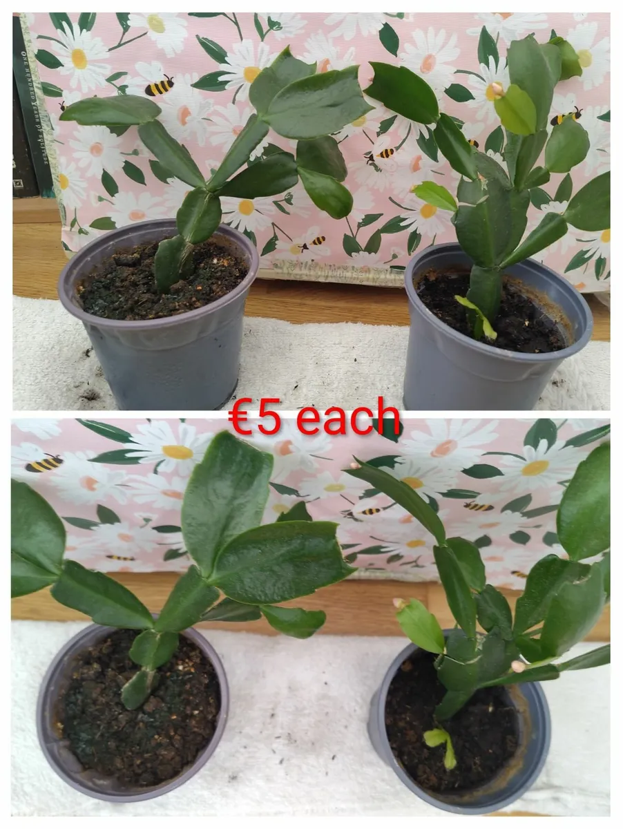 Christmas cactus - Image 2