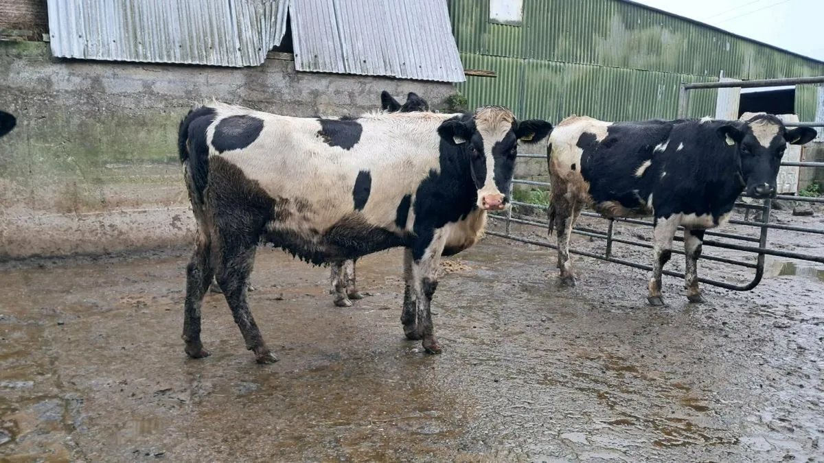 FR Heifers - Image 3