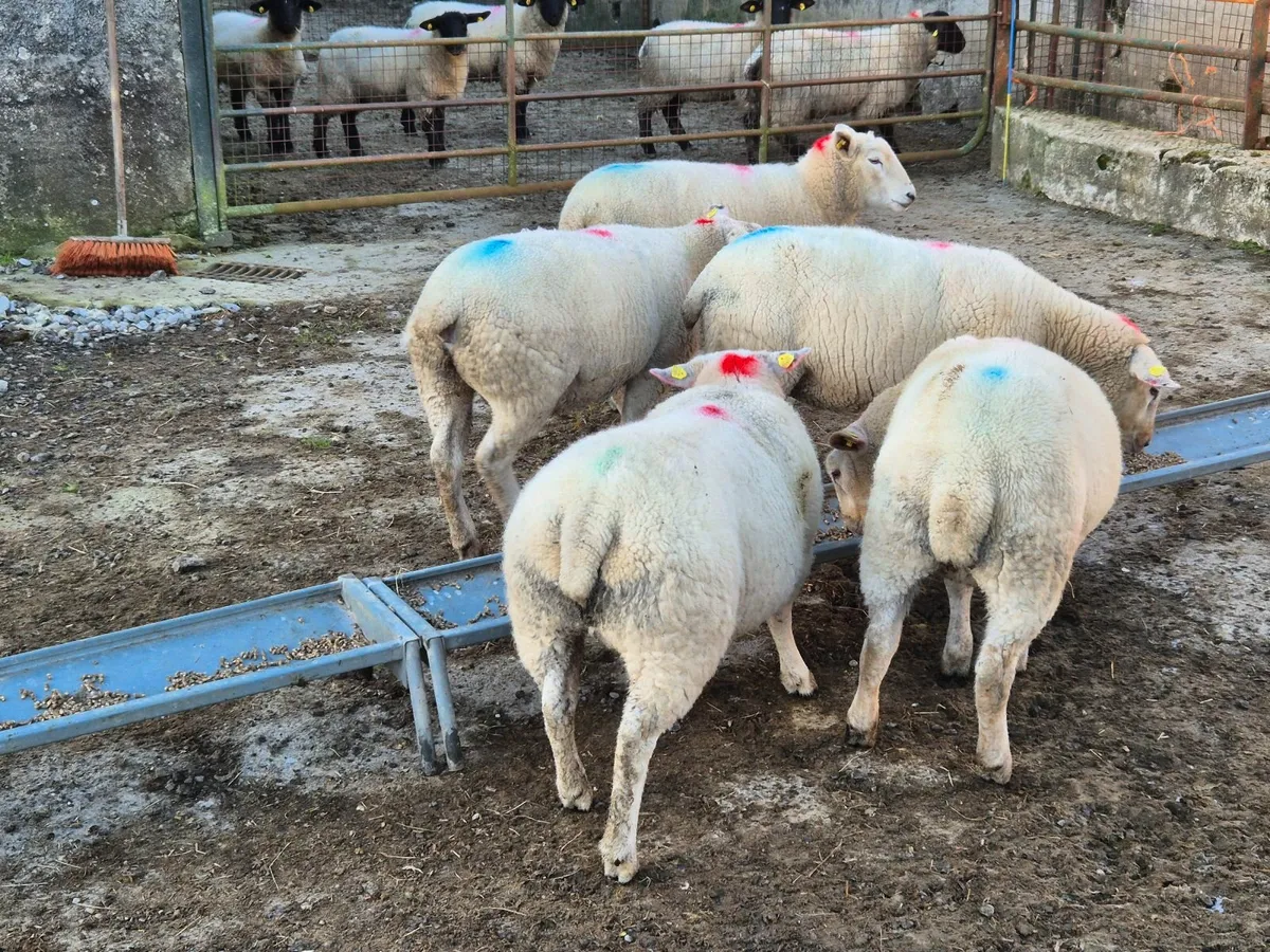 Texel Belclare sheep - Image 1