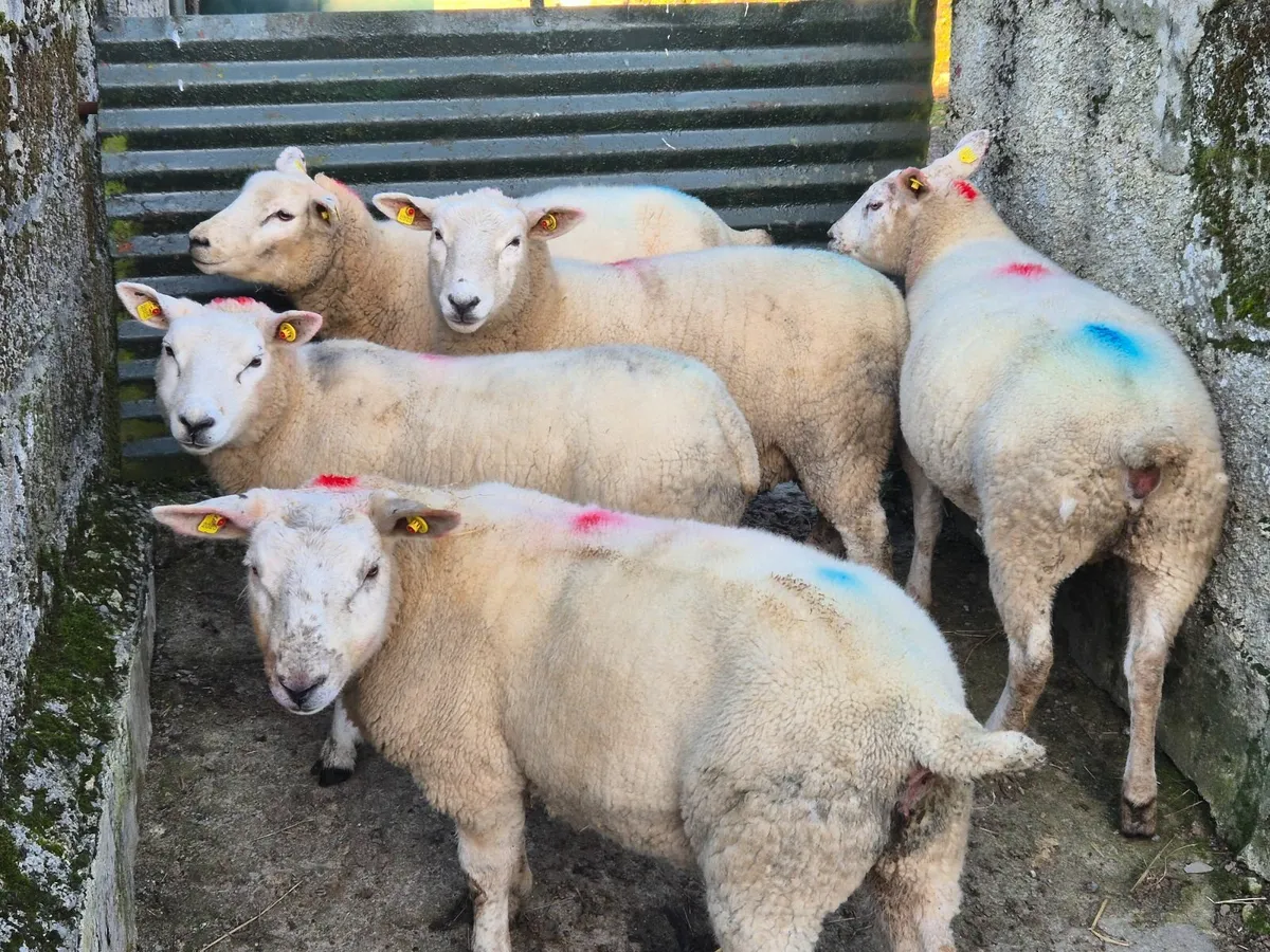 Texel Belclare sheep - Image 2