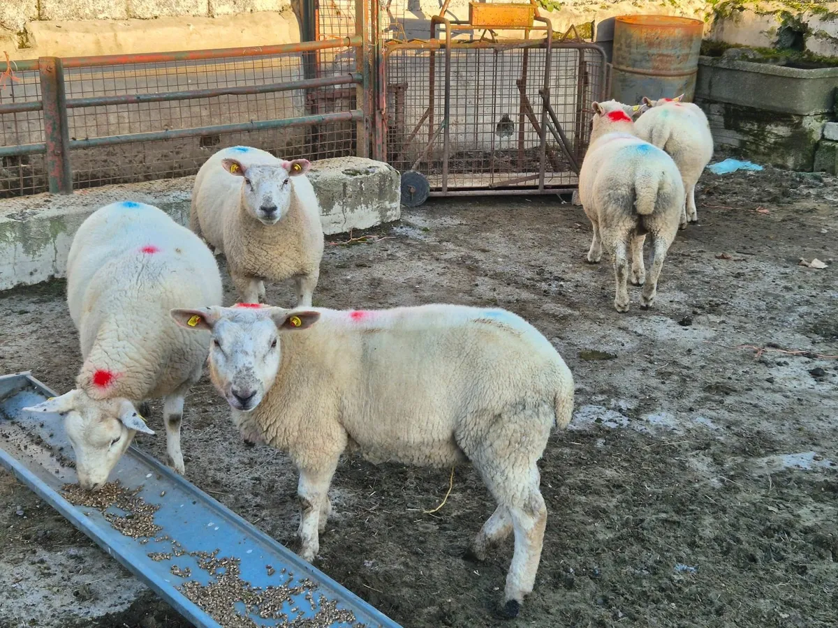 Texel Belclare sheep - Image 3