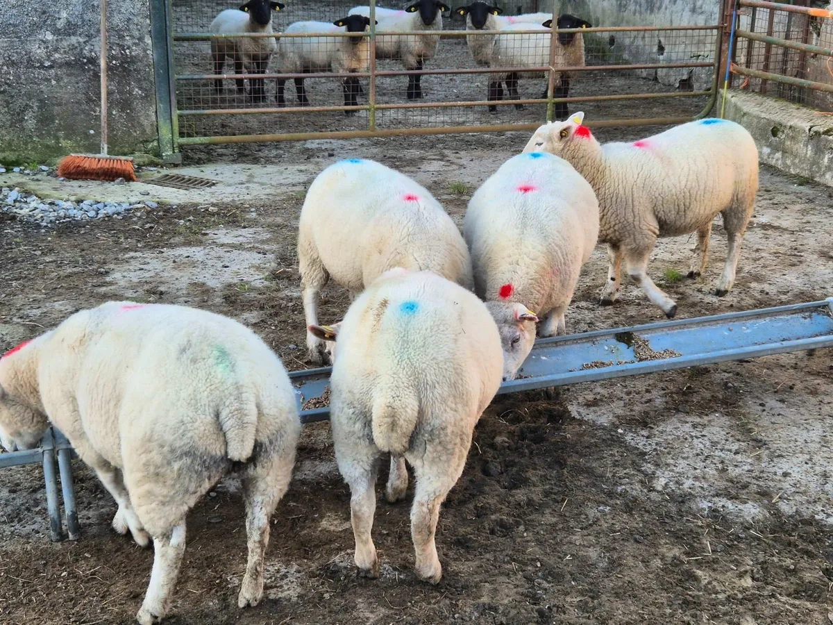 Texel Belclare sheep - Image 4