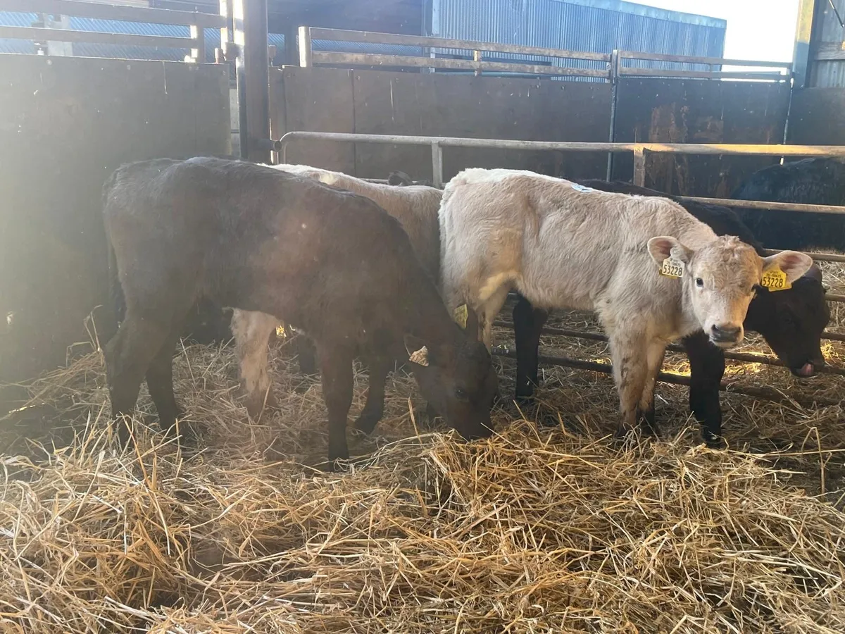 5 super 2 months old continental heifer calf’s - Image 1