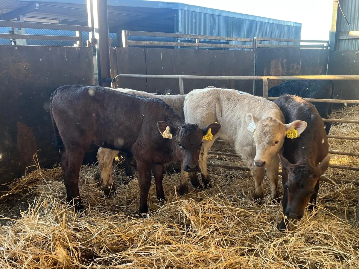 5 super 2 months old continental heifer calf’s - Image 2