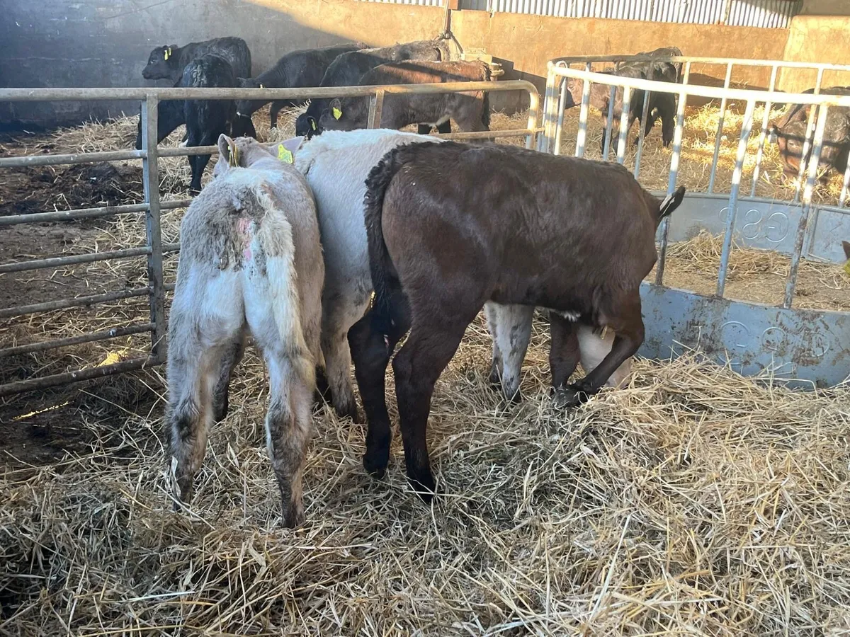 5 super 2 months old continental heifer calf’s - Image 3