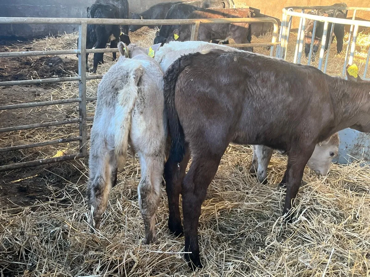 5 super 2 months old continental heifer calf’s - Image 4