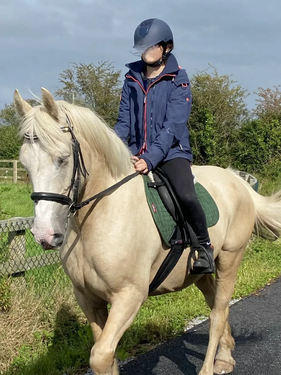 14.2hh Cob Mare – 9 Years Old - Image 1