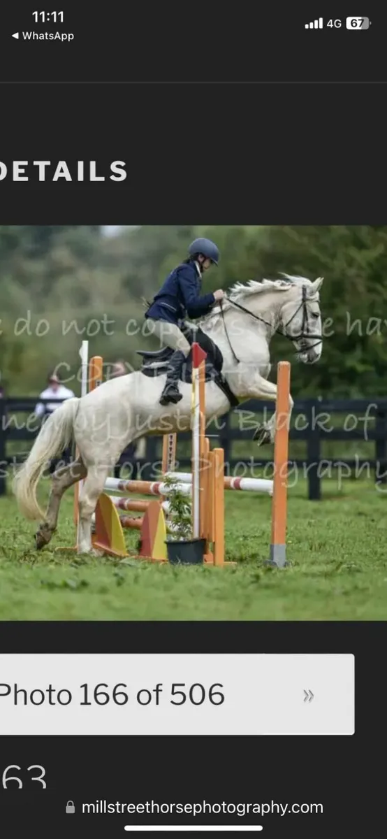 14.2hh Cob Mare – 9 Years Old - Image 2
