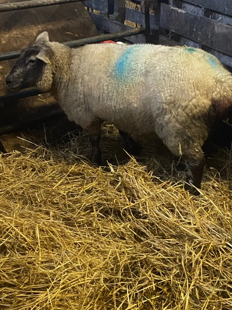 2 foster ewes for sale - Image 1