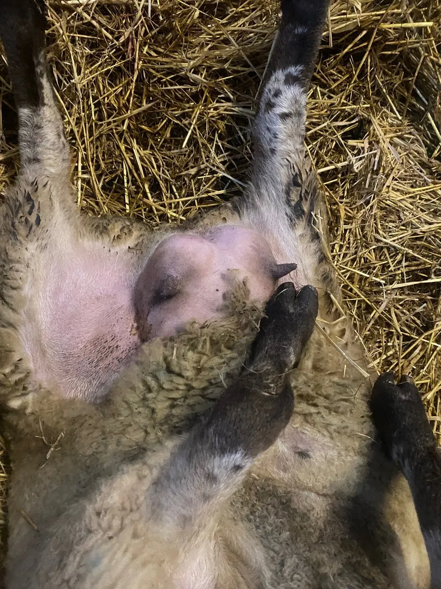 2 foster ewes for sale - Image 2