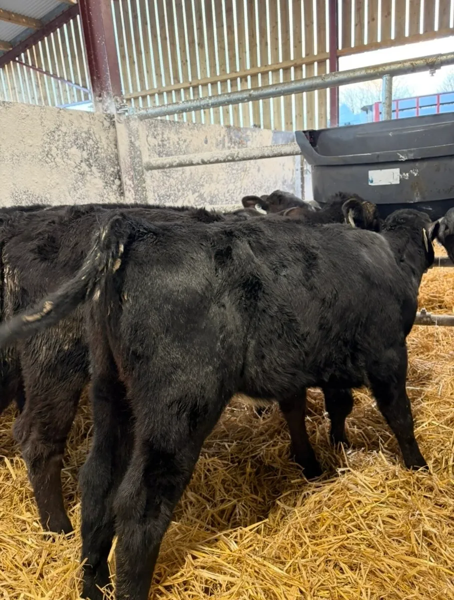 8 super top quality 2 month old  Angus heifers🔥 - Image 1