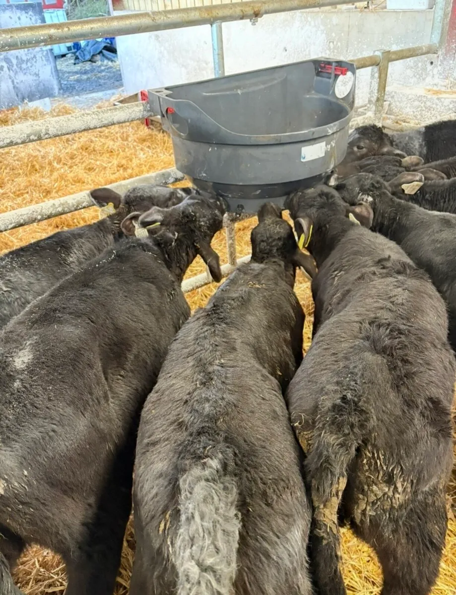 8 super top quality 2 month old  Angus heifers🔥 - Image 4