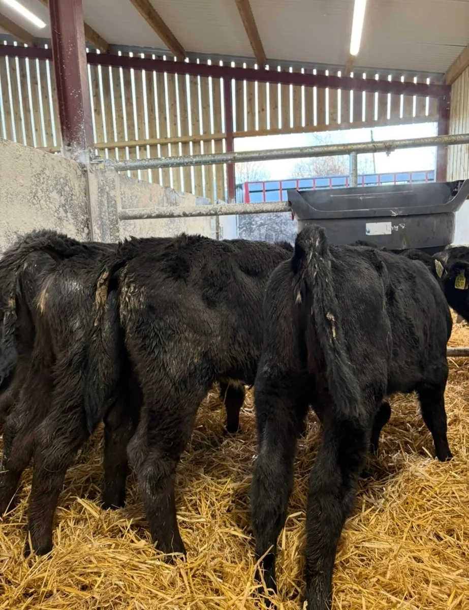 8 super top quality 2 month old  Angus heifers🔥 - Image 2