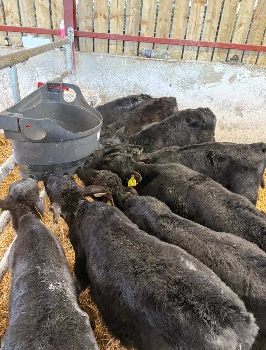 8 super top quality 2 month old  Angus heifers🔥 - Image 3