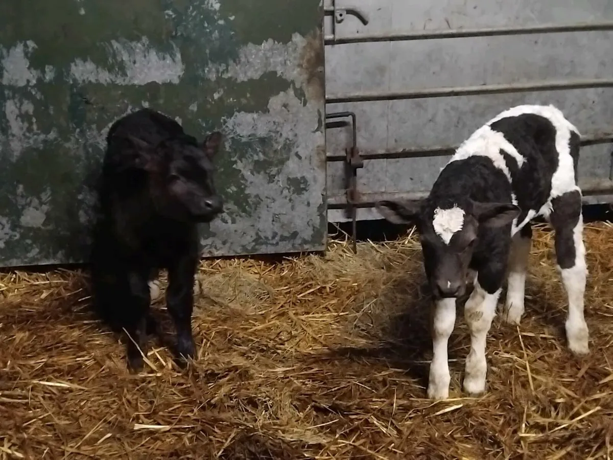Homebred foster calfs - Image 2