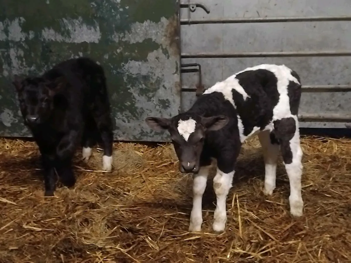 Homebred foster calfs - Image 3