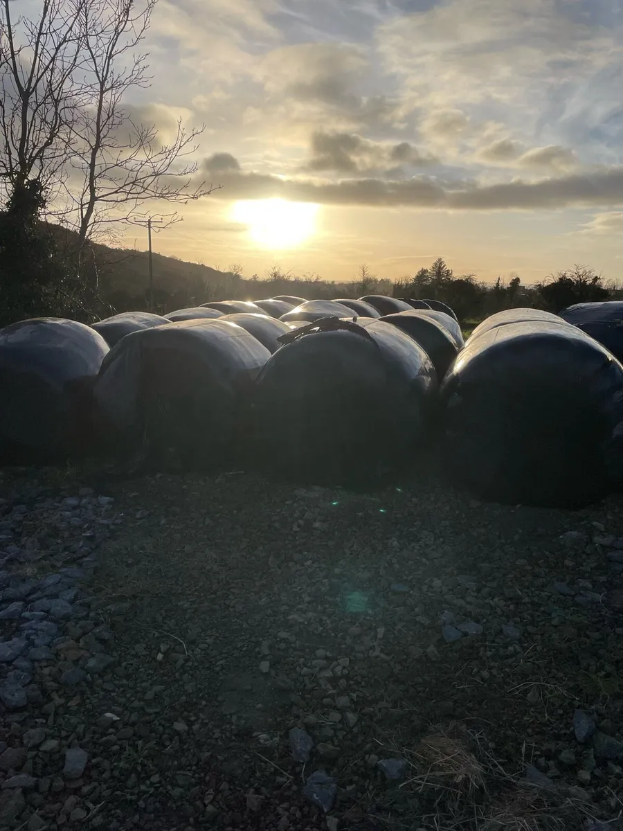 Bales of silage and haylage