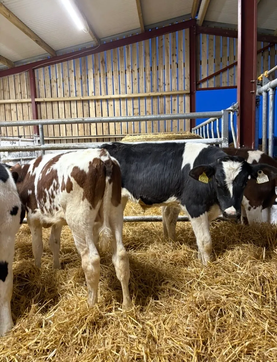 11 super top quality 4 month old reared fr bulls - Image 1