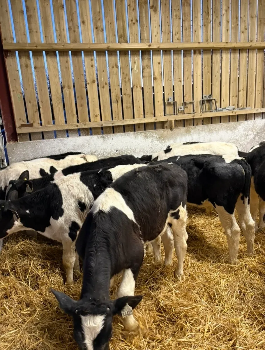 11 super top quality 4 month old reared fr bulls - Image 2