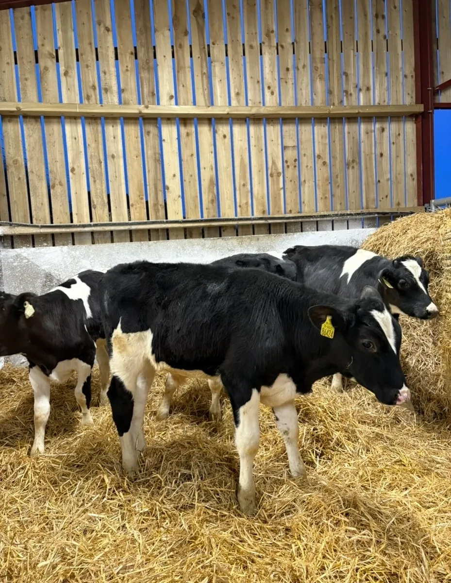 11 super top quality 4 month old reared fr bulls - Image 3