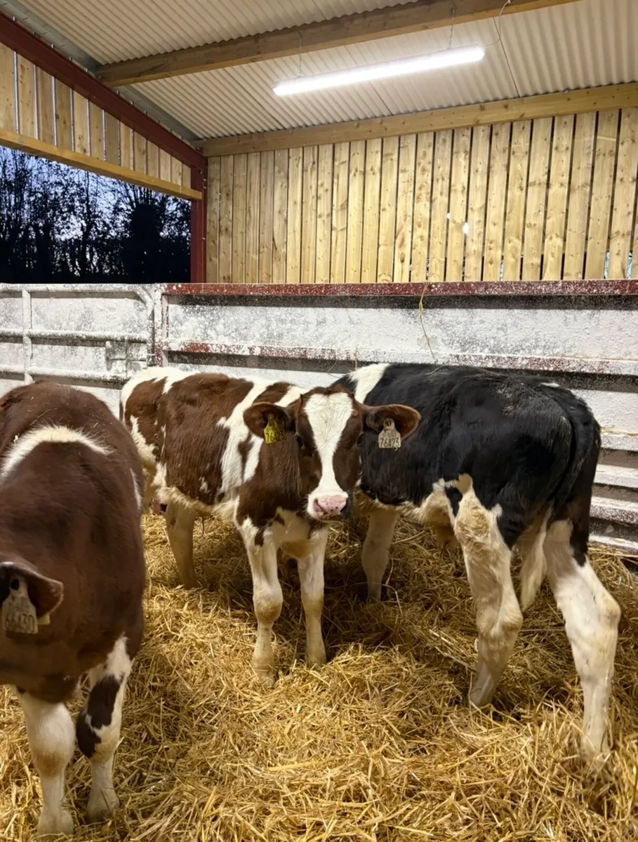 11 super top quality 4 month old reared fr bulls - Image 4