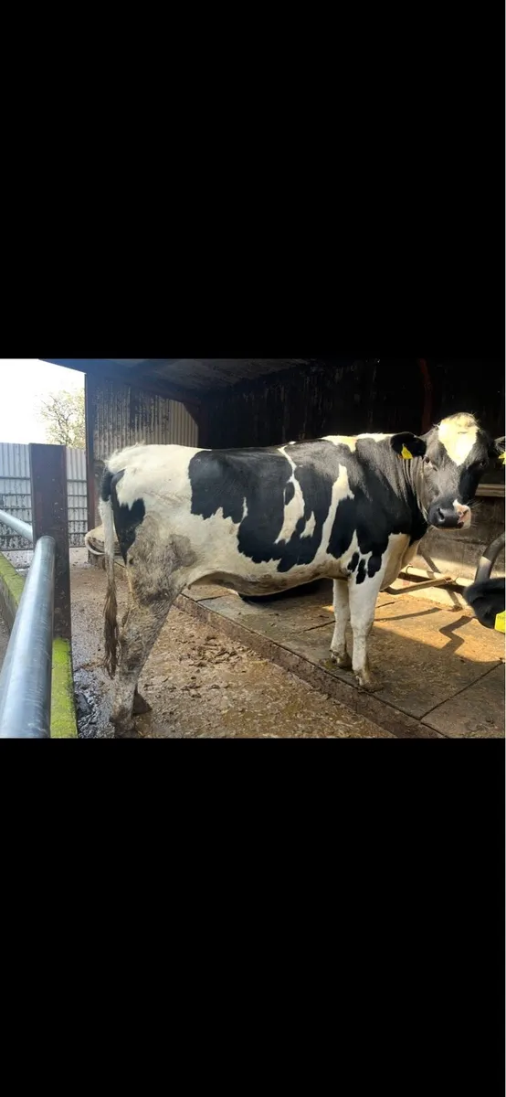 Holstein in calve heifers - Image 2