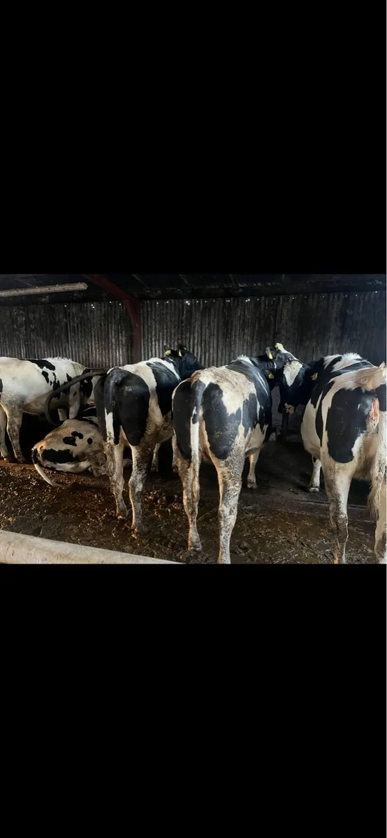 Holstein in calve heifers - Image 3